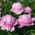 20 PCS Seeds Chinese Rare and Precious Species of Blue Peony Flower