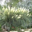 600 PCS Seeds Colorful Pampas Grass Cortaderia