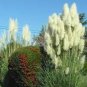 600 PCS Seeds Colorful Pampas Grass Cortaderia
