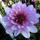 100 PCS Seeds Dahlia Flower Seed Mexico's National Flower