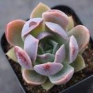 200 PCS Seeds Echeveria Purpusorum