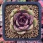 200 PCS Seeds Echeveria Purpusorum