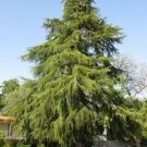 40 PCS Seeds Evergreen Cedar Tree