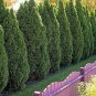 40 PCS Seeds Evergreen Cedar Tree