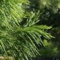 40 PCS Seeds Evergreen Cedar Tree