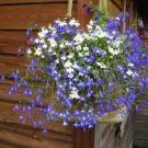 200 PCS SeedsLobelia Bonsai Rare Indoor Flower in Bonsai Chlorophytum Flower
