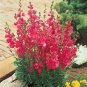 400 PCS Seeds Miniature Hollyhock Flower