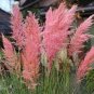 1000 PCS Seeds Pampas Grass Rare Flower Bonsai