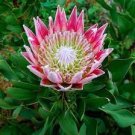 4 PCS Seeds Protea Cynaroides