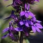 1000 PCS Seeds Purple Flower Lobelia vedrariensis