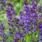 1000 PCS Seeds Purple Flower Lobelia vedrariensis