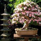 200 PCS Seeds Rhododendron Flower Easy