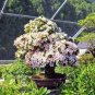 200 PCS Seeds Rhododendron Flower Easy