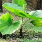 200 PCS Seeds Ruffled Fan Palm