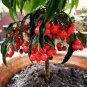 24 PCS Seeds Ardisia Crenata Christmas Coral Berry Ornamental