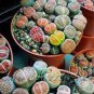 200 PCS Seeds Beauty Mixed Mini Lithops Bonsai Plants Cactus