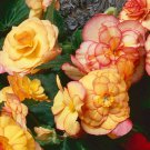 200 PCS Seeds Begonia Bonsai Seeds Mixed Red White Orange Purple Orange Yellow