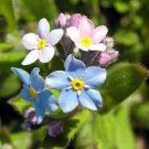 120 PCS Seeds Blue Myosotis Sylvatica Forget-me Flower 120 PCS Seeds Blue Myosotis Sylvatica Forget-me Flower