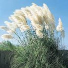 800 PCS Seeds Bulish Black Pampas Grass