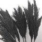 800 PCS Seeds Bulish Black Pampas Grass