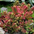 20 PCS Seeds Crassula Capitella Thyrsiflora Red Pagoda Succulent Cactus