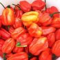 600 PCS Seeds Heirloom 'Jinke' Long Giant Ox Horn Sweet Pepper Organic