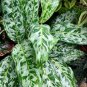 200 PCS Seeds Rare Color Aglaonema
