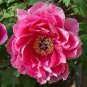 16 PCS Seeds Red Peony Paeonia Suffruticosa The King Of Flowers, Original pack