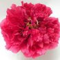 16 PCS Seeds Red Peony Paeonia Suffruticosa The King Of Flowers, Original pack