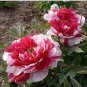16 PCS Seeds Red Peony Paeonia Suffruticosa The King Of Flowers, Original pack