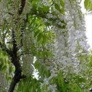 20 PCS Seeds Wisteria Flower Seeds Light Green Color