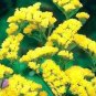60 PCS Seeds Yellow Perennial Sea Lavender Brilliant Enchanting Limonium