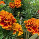 400 PCS Seeds African Marigold Flowers Orangish Yellow Color