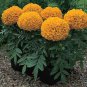 400 PCS Seeds African Marigold Flowers Orangish Yellow Color
