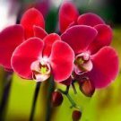 200 PCS Seeds Beautiful Red Phalaenopsis Bonsai Butterfly Orchid