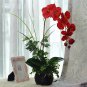 200 PCS Seeds Beautiful Red Phalaenopsis Bonsai Butterfly Orchid