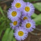 200 PCS Seeds Blue Daisy White Heart