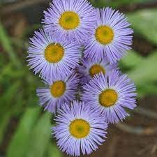 200 PCS Seeds Blue Daisy White Heart