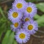 200 PCS Seeds Blue Daisy White Heart