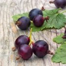 200 PCS Seeds Gooseberry