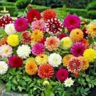 60 PCS Seeds Heirloom Dahlia Pinnata Perennial Flower