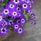 60 PCS Seeds Heirloom Florist's Cineraria F1 Flower