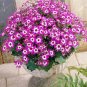 60 PCS Seeds Heirloom Florist's Cineraria F1 Flower