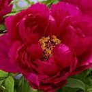 10 PCS Seeds Yellow Heirloom 'Hong Yu Lou' Red Peony Shrub Flower 10 PCS Seeds Yellow Heirloom 'Hong Yu Lou' Red Peony Shrub Flower