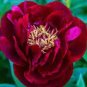 10 PCS Seeds Yellow Heirloom 'Hong Yu Lou' Red Peony Shrub Flower