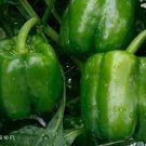 200 PCS Seeds Heirloom Long Giant Ox Horn Sweet Pepper Organic
