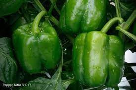 200 PCS Seeds Heirloom Long Giant Ox Horn Sweet Pepper Organic