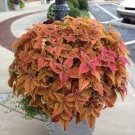 200 PCS Seeds Japanese Coleus Plant