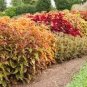 200 PCS Seeds Japanese Coleus Plant