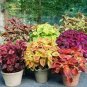 200 PCS Seeds Japanese Coleus Plant